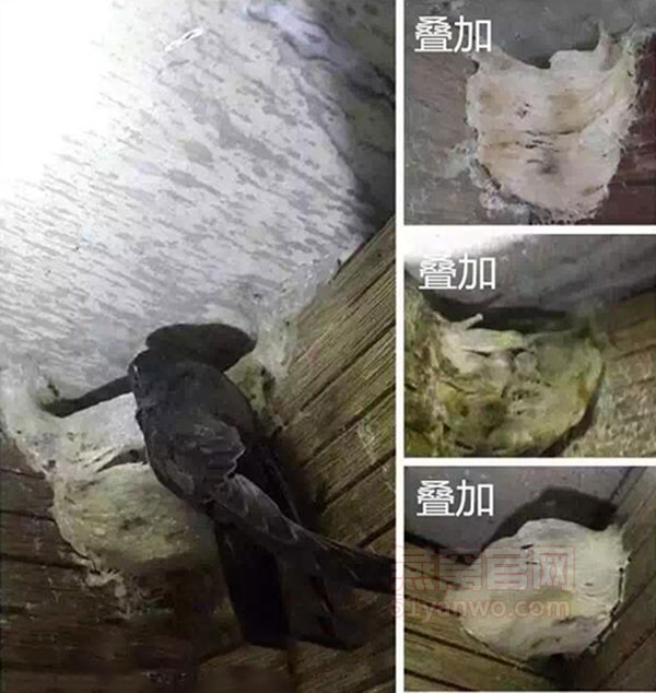 燕窝官网