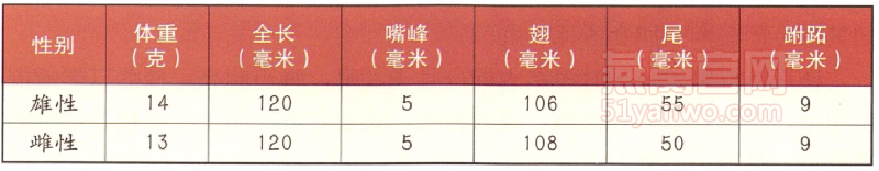 淡腰金丝燕身体特征数据