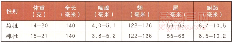 大金丝燕身体特征数据