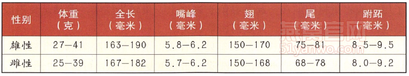 楼燕身体特征数据