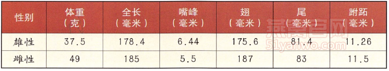 白腰雨燕身体特征数据