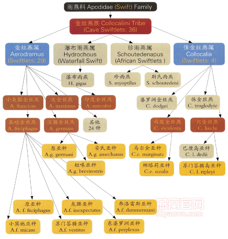 金丝燕族谱