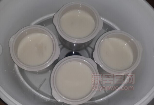 牛奶炖燕窝的家常做法