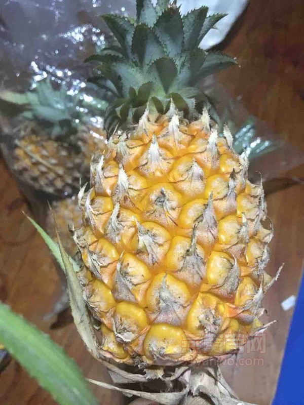泰国小菠萝鲜奶燕窝的菜谱